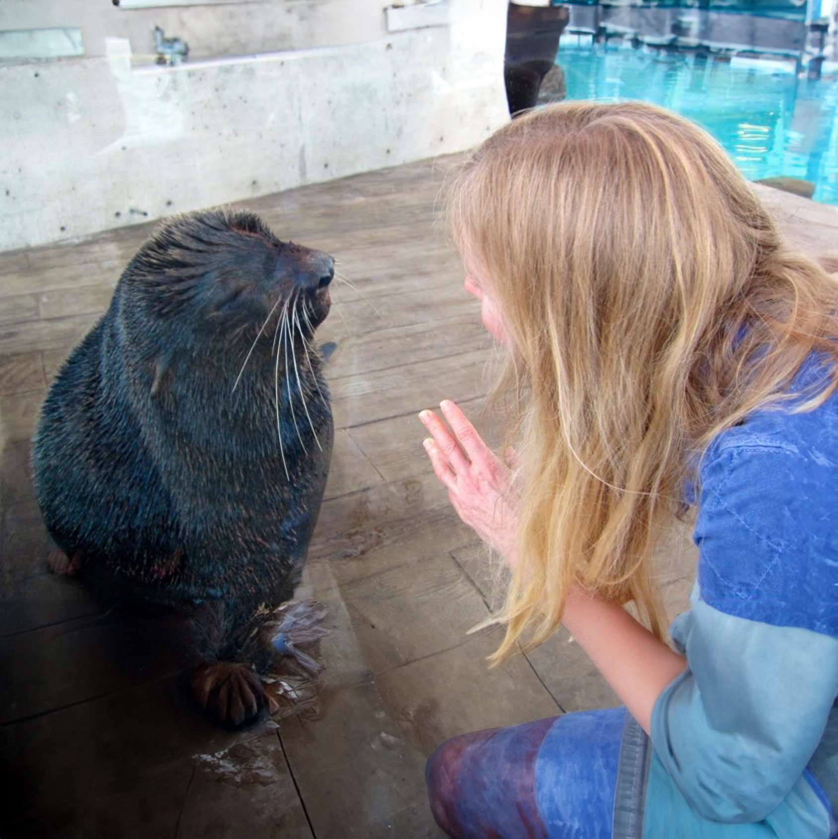 Dr. Lynn Margolies interacts with a seal behind glass, both appearing curious and engaged.